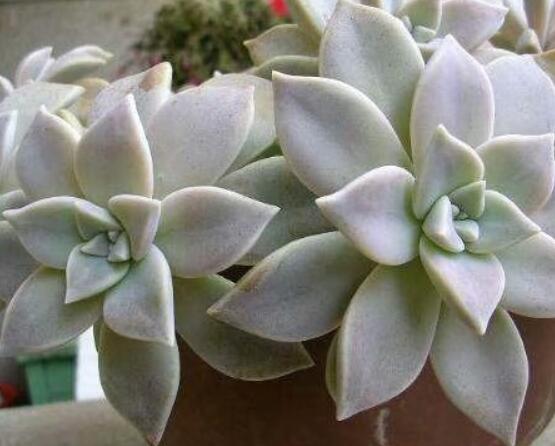 寶石花怎么澆水,不同季節不同澆水量(控水為主)