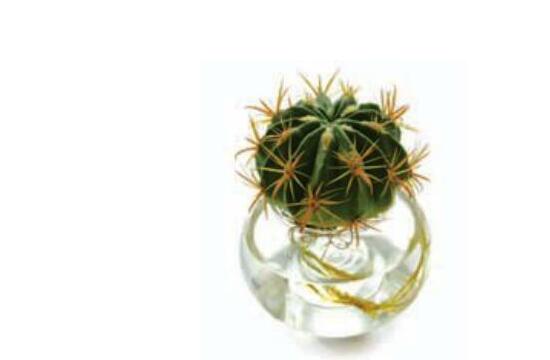 水培仙人球怎么養,教你六個最好步驟快速生根(7天)