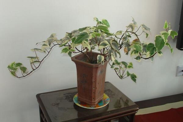 常春藤怎么養護,日常養護5大要點