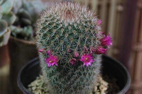 仙人掌常見的開花品種,最受歡迎的品種是緋花玉