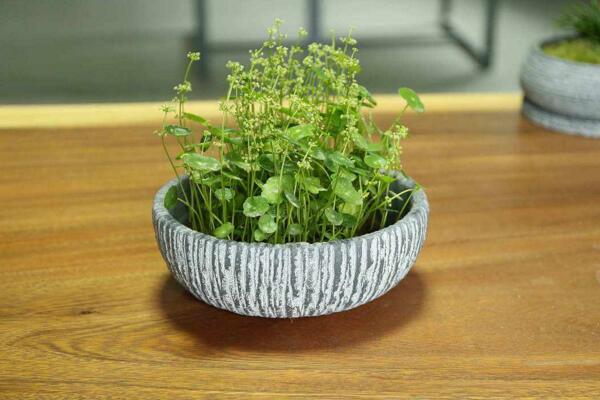 銅錢草開花了怎么辦,分為留種處理和不留種處理