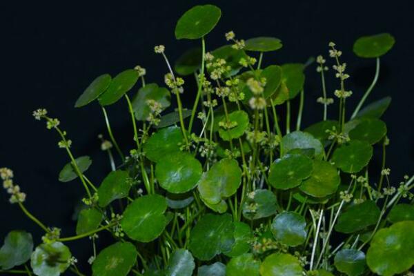 銅錢草開花了怎么辦,分為留種處理和不留種處理