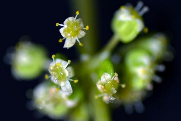 銅錢草開花了怎么辦,分為留種處理和不留種處理