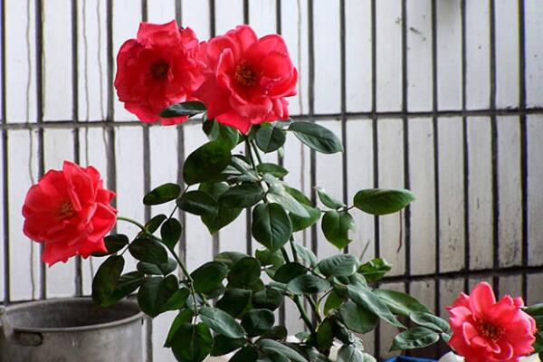 月季花春季修剪方法,春季修剪具體步驟詳解
