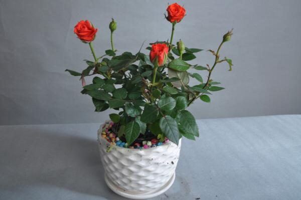 月季花春季修剪方法,春季修剪具體步驟詳解