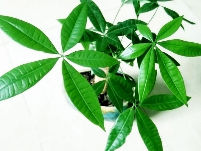 發財樹有幾種品種,常見的3個品種
