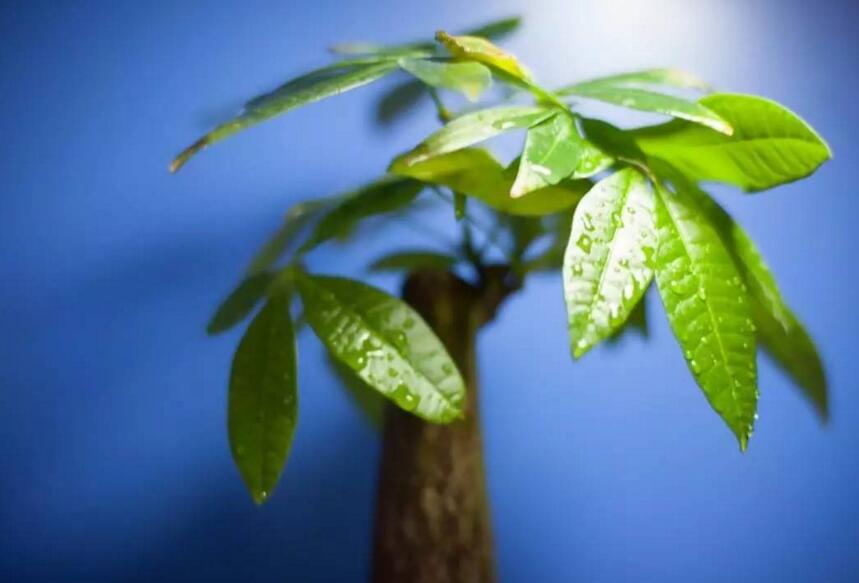 發財樹有幾種品種,常見的3個品種