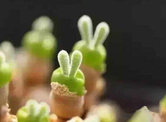 碧光環用什么樣的土,最好配制適合植物生長的透氣土壤