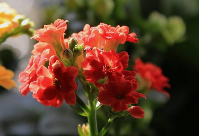 長壽花的花語及含義,代表著長壽安康和多子多孫的美好寓意