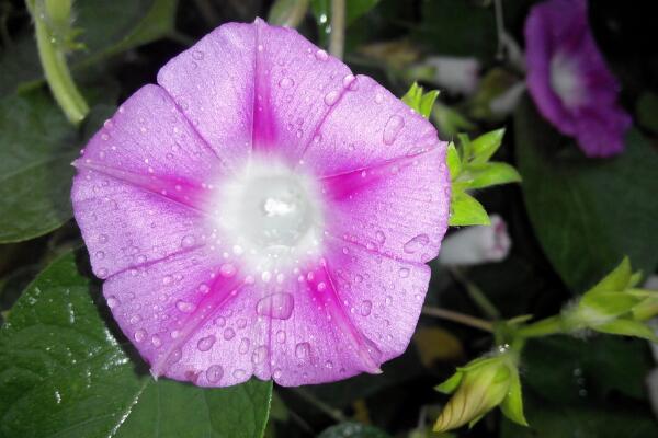 牽牛花如何種植,牽牛花種植步驟