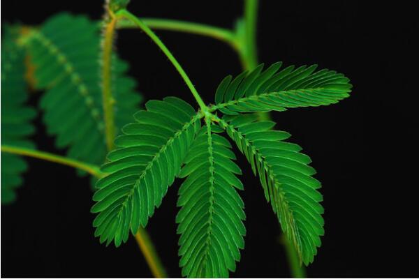 含羞草為什么一碰就縮,受外力刺激影響葉枕失去支撐力