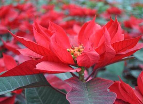 一品紅花語寓意是什么,代表著為你一路降妖除魔