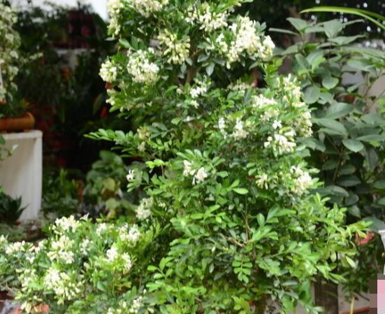 小葉九里香養(yǎng)殖方法,老農(nóng)總結(jié)最有效五個(gè)養(yǎng)護(hù)措施