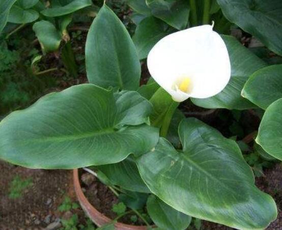 送馬蹄蓮花代表什么,不同顏色不同寓意(最深的祝福)