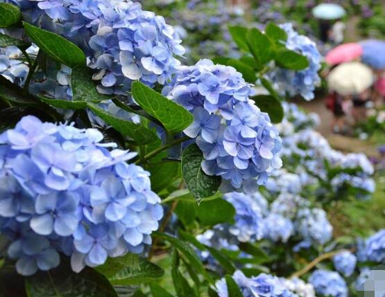 繡球花可以放在臥室嗎,不能/誤食導(dǎo)致嘔吐不止、呼吸減弱