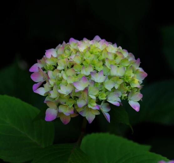 繡球花可以放在臥室嗎,不能/誤食導(dǎo)致嘔吐不止、呼吸減弱