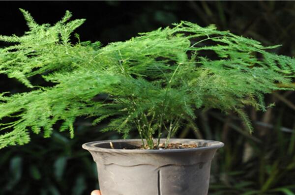 文竹為什么要用茶水澆,有利于它的生長但要注意用法