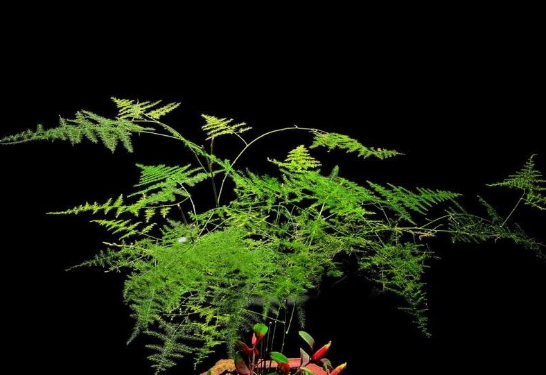 為什么家里不能養(yǎng)文竹,這是不科學(xué)的理論