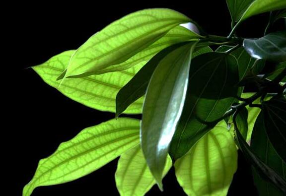 平安樹怎么修剪才茂盛,3種修剪方法