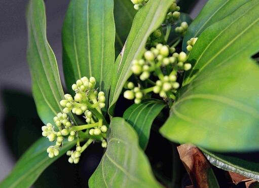 平安樹怎么修剪才茂盛,3種修剪方法
