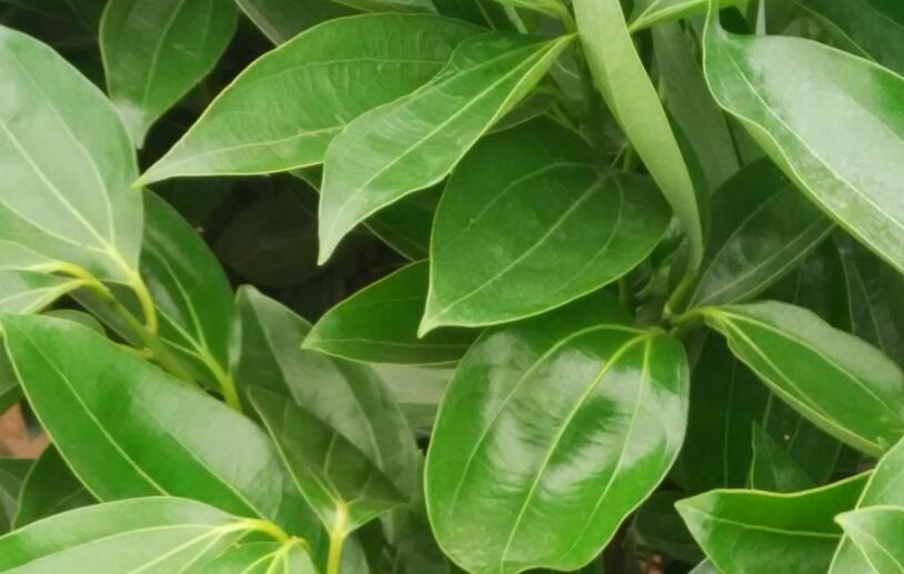平安樹怎么修剪才茂盛,3種修剪方法