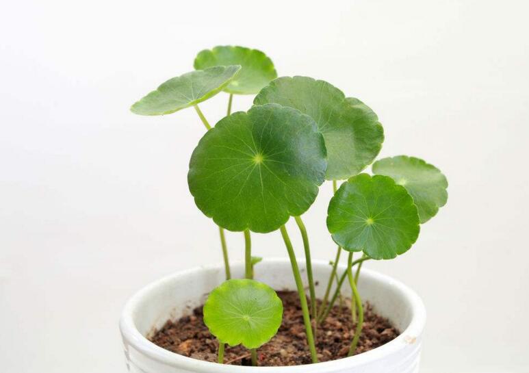 銅錢草怎么種,4個養殖方面要注意