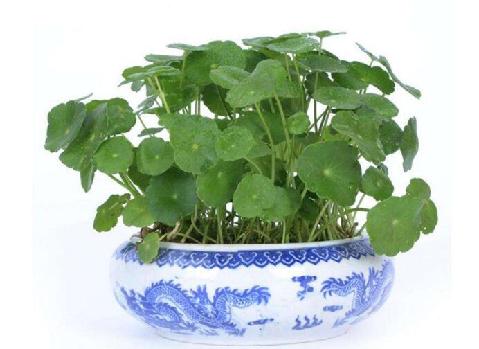 銅錢草怎么種,4個養殖方面要注意