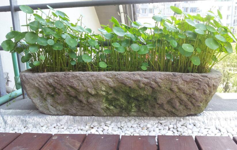銅錢草怎么種,4個養殖方面要注意