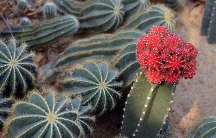 仙人掌花開(kāi)多久,品種不同花期不同(稀有品種不開(kāi)花)