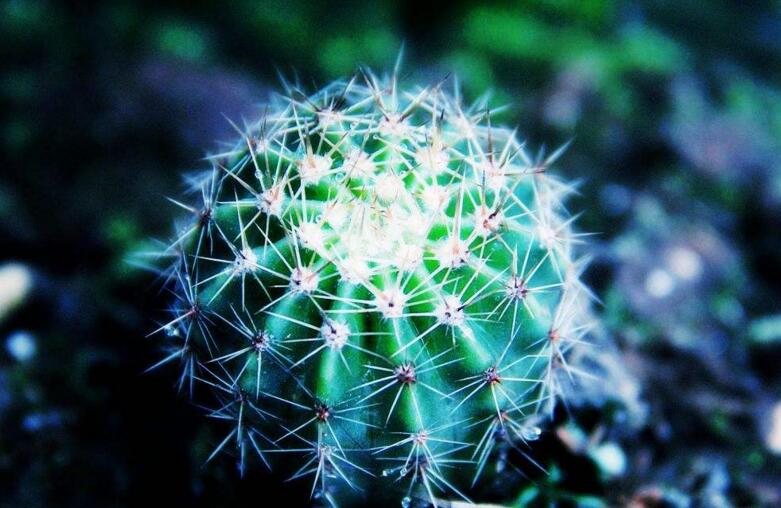 仙人掌花開(kāi)多久,品種不同花期不同(稀有品種不開(kāi)花)