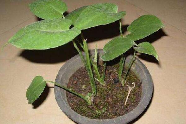龜背竹什么時候開背,種植半年到一年時間自然開背