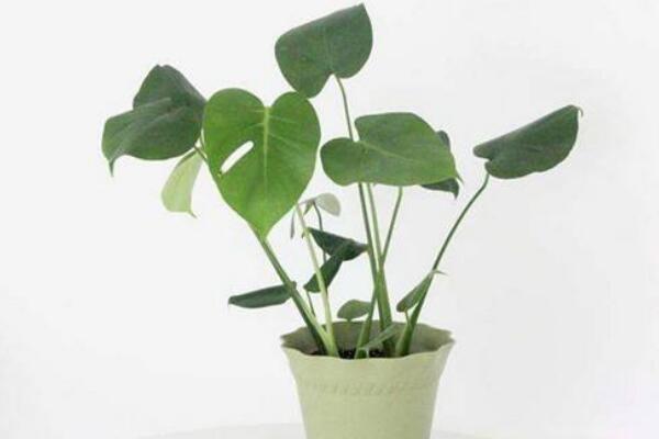 龜背竹什么時候開背,種植半年到一年時間自然開背
