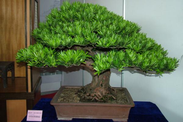 羅漢松種在家里禁忌,忌放在財位處