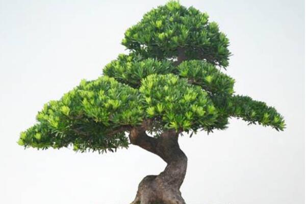 羅漢松種在家里禁忌,忌放在財位處
