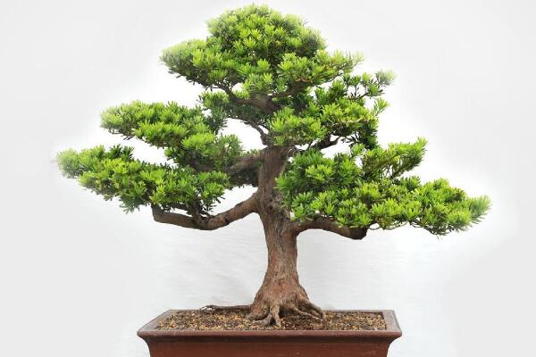 羅漢松種在家里禁忌,忌放在財位處