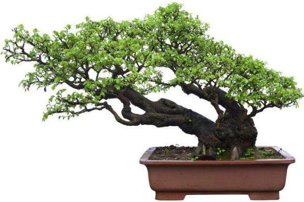 羅漢松種在家里禁忌,忌放在財位處