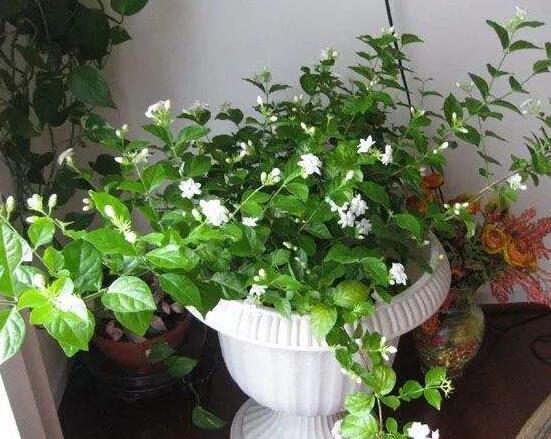 茉莉花種植方法,擇生長健康當(dāng)年生種子/疏松透氣土壤