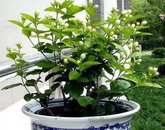 茉莉花種植方法,擇生長健康當(dāng)年生種子/疏松透氣土壤