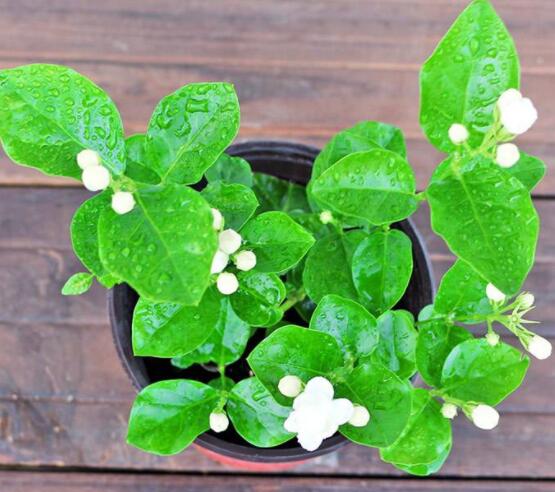 茉莉花種植方法,擇生長健康當(dāng)年生種子/疏松透氣土壤