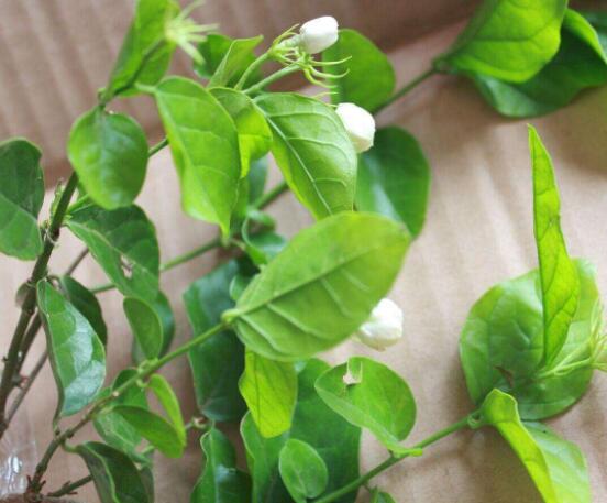 茉莉花種植方法,擇生長健康當(dāng)年生種子/疏松透氣土壤