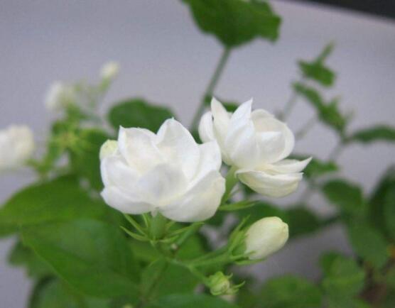 茉莉花種植方法,擇生長健康當(dāng)年生種子/疏松透氣土壤