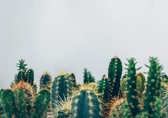 仙人掌怎么澆水和施肥,教你三個步驟便可生長枝葉翠綠