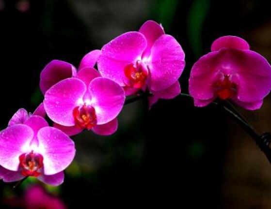 蘭花有多少種,分布在全世界大概兩萬有余(數(shù)不勝數(shù))