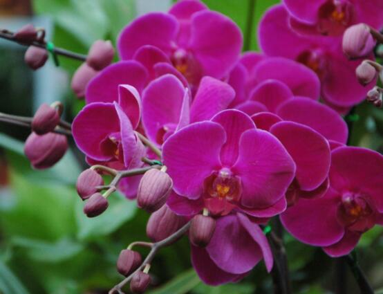 蘭花有多少種,分布在全世界大概兩萬有余(數(shù)不勝數(shù))
