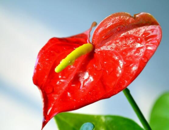 家里養(yǎng)紅掌好不好,好/具有凈化空氣、陶冶情操