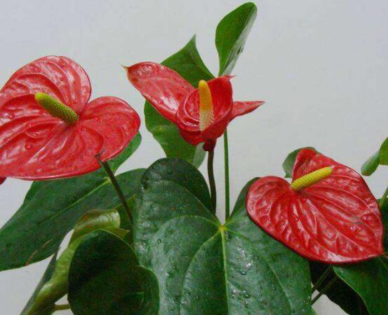 家里養(yǎng)紅掌好不好,好/具有凈化空氣、陶冶情操