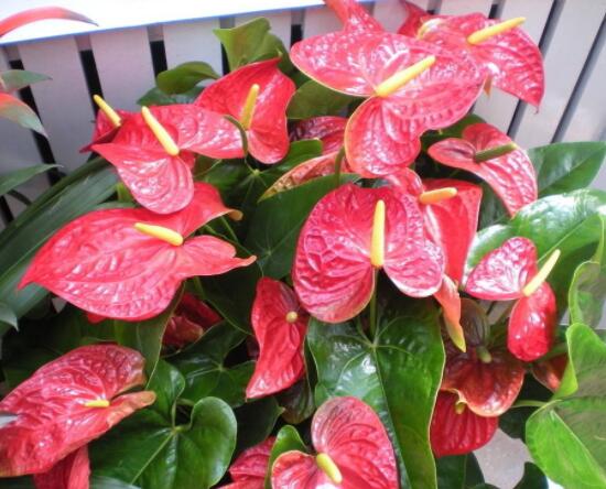 家里養(yǎng)紅掌好不好,好/具有凈化空氣、陶冶情操