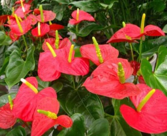 家里養(yǎng)紅掌好不好,好/具有凈化空氣、陶冶情操