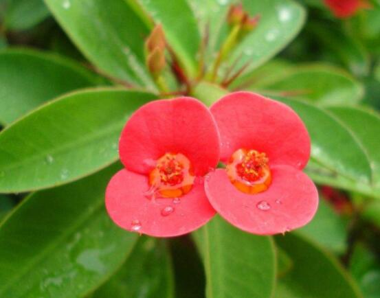 虎刺梅花期多少天,一年四季均可開花(養殖得當)