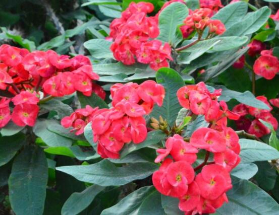 虎刺梅花期多少天,一年四季均可開花(養殖得當)
